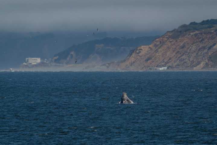 Whales are getting tangled in lines and ropes off the California coast in record numbers