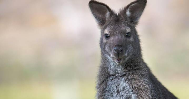 A wandering wallaby is on the loose in Berlin, police say |