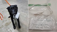 Michigan Dog Found With A Plea For Help Written By Someone Who Still Loved Her