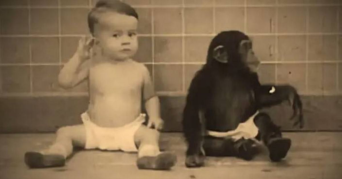 Toddler raised with chimp left scientist parents horrified at their creation