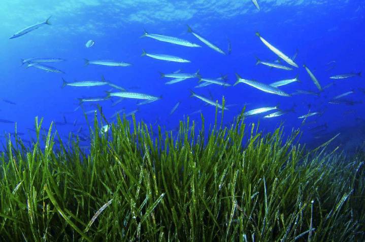Posidonia, mascotas y consumo en Mangas Verdes 458