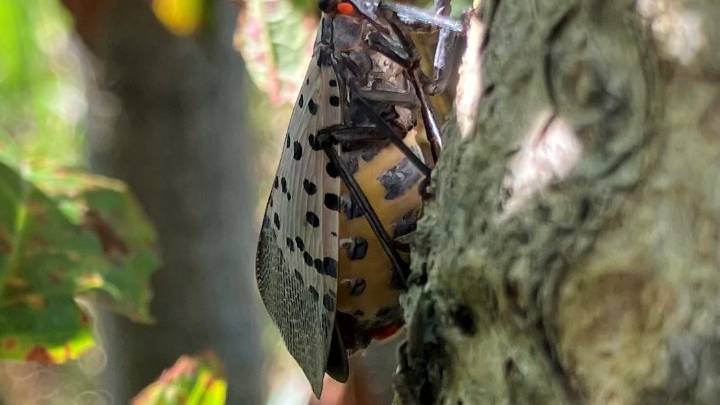 Which invasive species are in Tennessee, what can you do about it