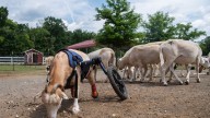 Gentle Barn seeks $2M in donations to stay open in Tennessee