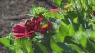 New pollinator garden blooms, helping farms and bees in Parma