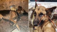 New York German Shepherd Found Tied By Owner In Basement, Surviving On Gravel