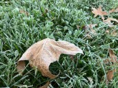 Mass. weather: Frost and cool temperatures are coming this week