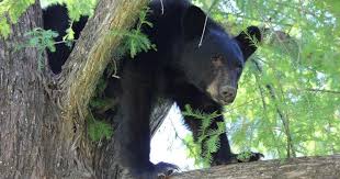 Conservacionistas demandan prohibir cacería del oso negro en Florida