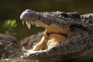 Un Cocodrilo atacó a un turista en la zona hotelera de Cancún