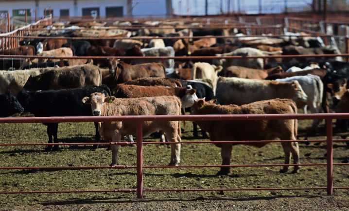 EU acusa a México de inacción tras nuevo caso de gusano barrenador a 70 millas de la frontera