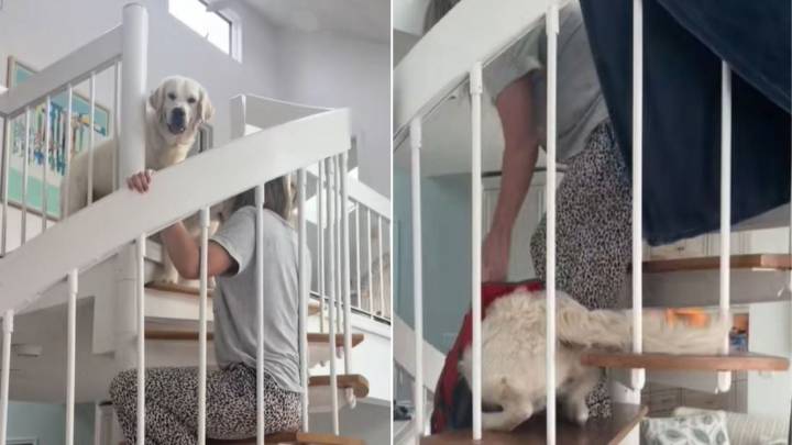 Florida Woman Notices Her Golden Retrievers’ Confusion Over Spiral Stairs And Creates An Incredible Fix