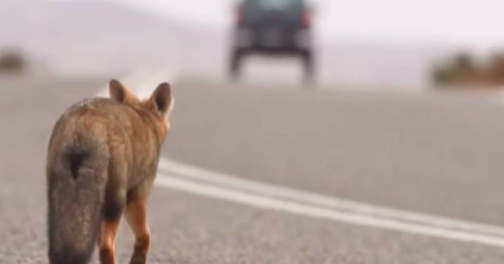 #LentoPorLaFauna: La campaña en Fiestas Patrias que busca proteger a la fauna silvestre en carreteras