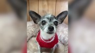 Florida Chihuahua Given Up For Wanting To Sleep In Her Parents’ Bed Leaves Everyone Heartbroken
