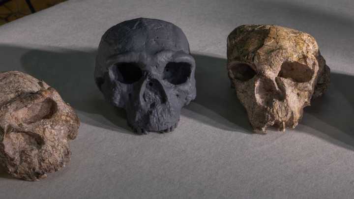 Shocking 'million-year-old' skull discovery finds humans 'interbred with other humanoid' species for 500k years