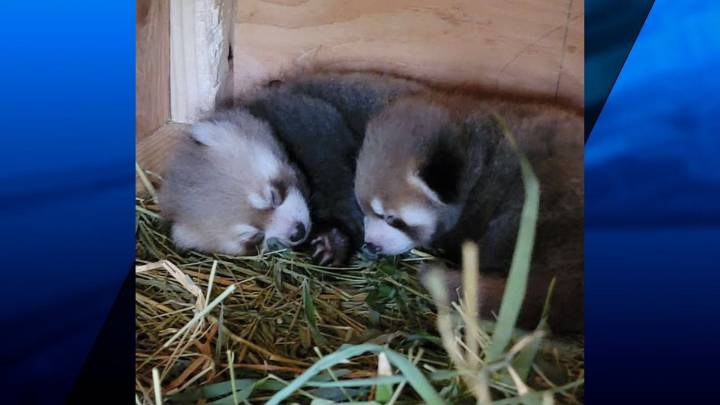 Twin red pandas born at Roger Williams Park Zoo