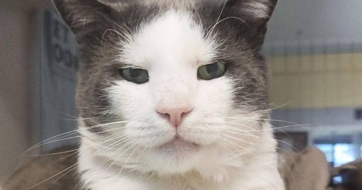Galveston Island Humane Society pets of the week
