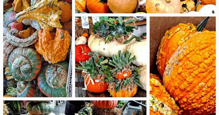 Sandy Parrill: Singing the praise of the versatile orange orb as fall arrives