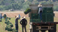1.2 million immigrants are gone from the US labor force under Trump, preliminary data shows