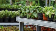 Here's What Really Happens To Plants That Don't Get Sold At The Store