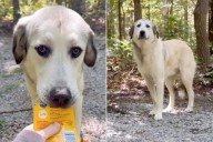 Rescue Searching For Man Who Abandoned Loyal Dog on Georgia Road