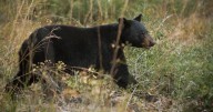 Bears at the beach? Here's why you might spot a cub along the Alabama Gulf Coast.