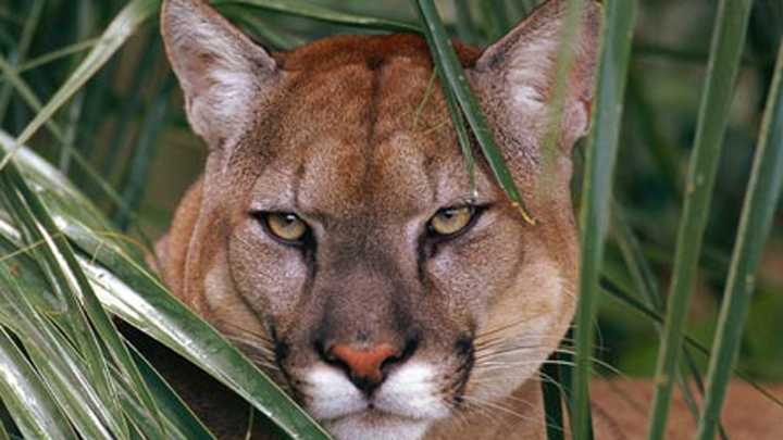 Program will pay landowners for Florida panther habitats