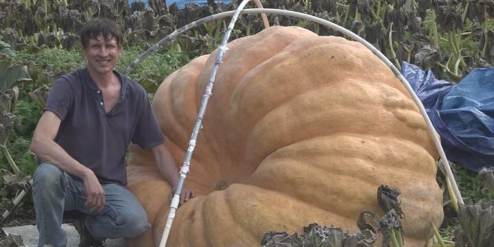 Charleston man continues to grow bigger and bigger pumpkins