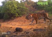 Kolhapur: Sahyadri Tigers Given Popular Names; ‘Senapati’, ‘Subedar’ and ‘Baji’