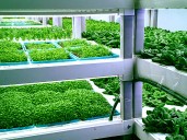 Agrónomos venezolanos piden a los agricultores adoptar la tecnología digital