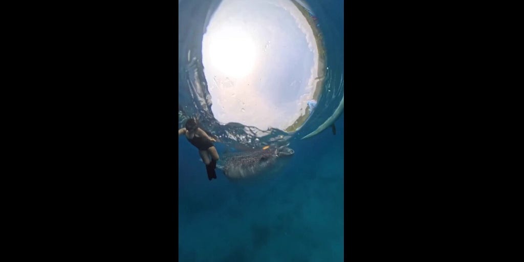 Whale shark nearly swallows snorkeler in Philippines