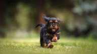 Un cachorro muere después de ser atacado por tres perros: perdió mucha sangre y su dueña sufrió mordeduras
