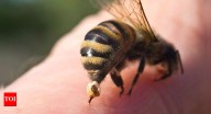 5 home remedies for bee stings that actually work