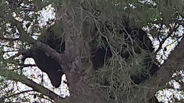 Reportan Avistamiento de Oso Negro en Colonia Deportiva de Agua Prieta, en Sonora