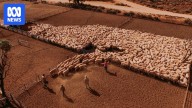 Sale of Australia's biggest sheep station at Rawlinna finally gets WA government approval