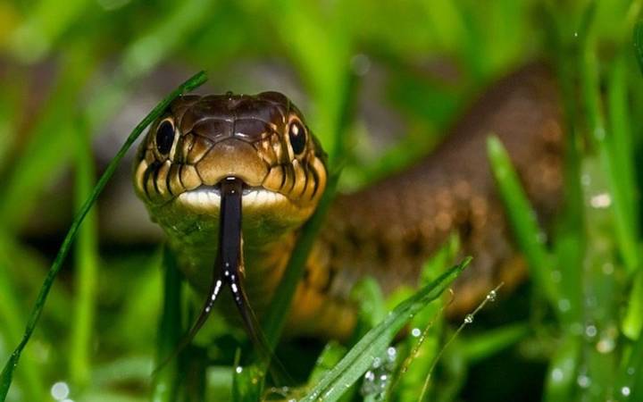 Odisha: Snake rescuer dies after cobra 'bites' tongue amid public stunt in Balangir