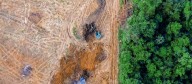 Disminuye la deforestación en Colombia, pero persisten amenazas