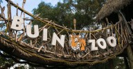 Colegio Médico Veterinario por incidente en Buin Zoo: “Este fue un riesgo evitable derivado de un error humano de manejo”