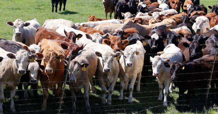 Excursionista muere pisoteado por una manada de vacas en los Alpes austríacos