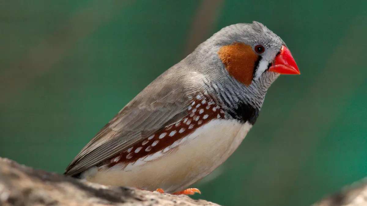 Rescatan 45 aves Diamante Mandarín en criadero ilícito en Caracas