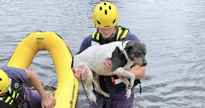 Noblesville and Westfield Fire rescue dog swimming in pond