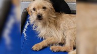 Texas Pup Was Facing The Worst Outcome, But Fate Had Other Plans