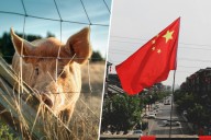 Rusia está intentando conquistar el mercado del porcino chino. Pekín acaba de facilitárselo con tasas de hasta el 62% a la UE