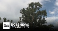 Bird lovers fight against Newport Beach's plan to cut down a tree
