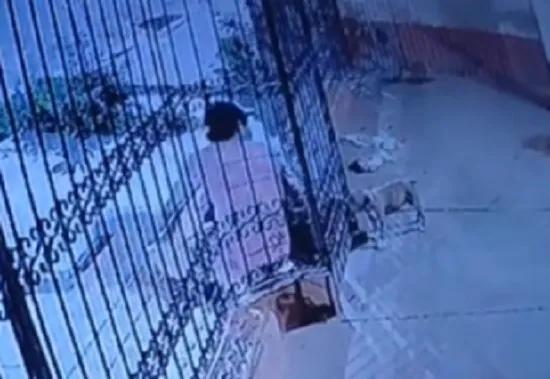 Se robó un cachorrito y lo vendió, mirá cómo terminó la historia