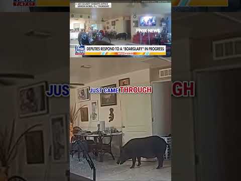‘BOAR