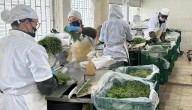 Plantar, una empresa líder en la producción y la exportación de hierbas aromáticas