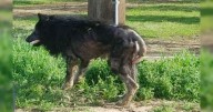 Neglected Dog Mistaken For ‘Werewolf’ Rescued After Months By The Roadside