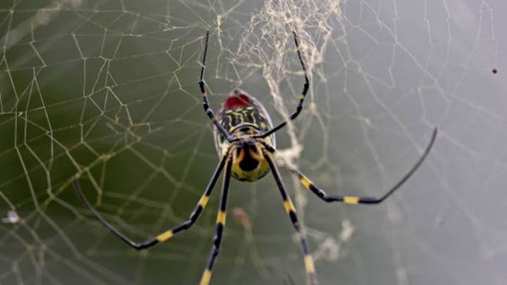 Cómo proteger a tus arañas en otoño, cuando estos posibles 'inquilinos' están más activos que nunca