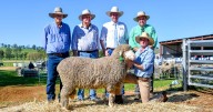 Roseville Park Merino sale sees commercial buyer out bid studs to claim star lot