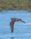 Researchers urge ‘lights out’ as over 12 million birds migrate across Washington state
