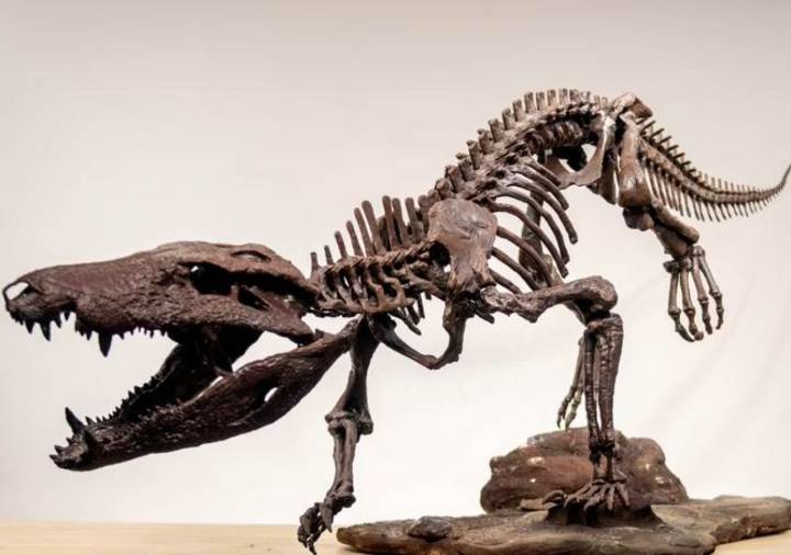 Hallazgo en Argentina: un nuevo pariente antiguo del cocodrilo habría comido a dinosaurios para desayuno